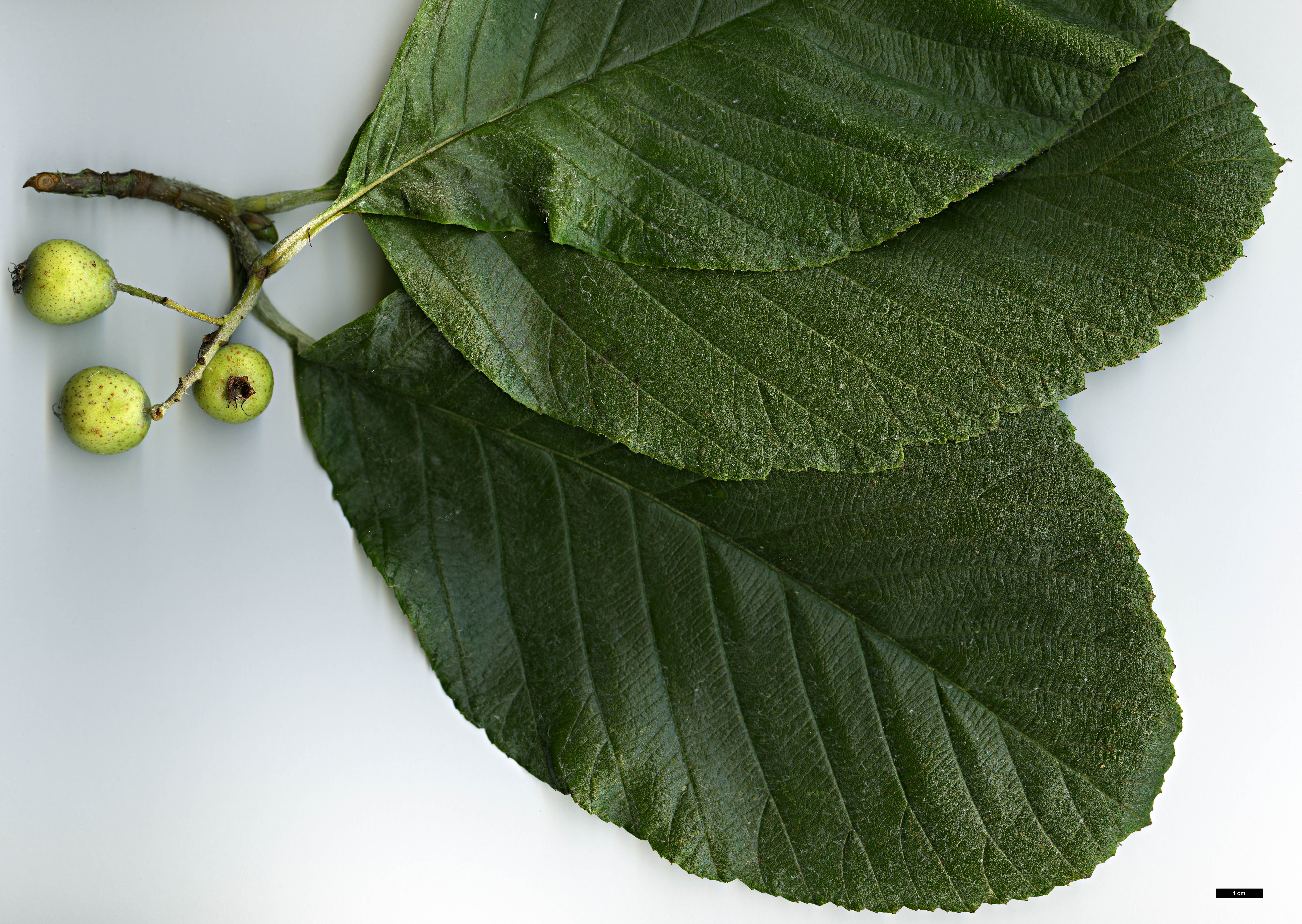 High resolution image: Family: Rosaceae - Genus: Sorbus - Taxon: 'Harold Hillier'